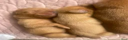 Labrador Retriever dogs for sale: Beautiful fox red Labrador litter of 11  - Advert 7