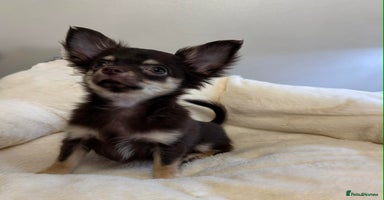 Chihuahua dogs READY TO GO TINY LONGHAIR CHIHUAHUA  - Advert 1