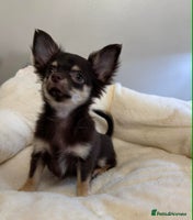 Chihuahua dogs READY TO GO TINY LONGHAIR CHIHUAHUA - Advert 5