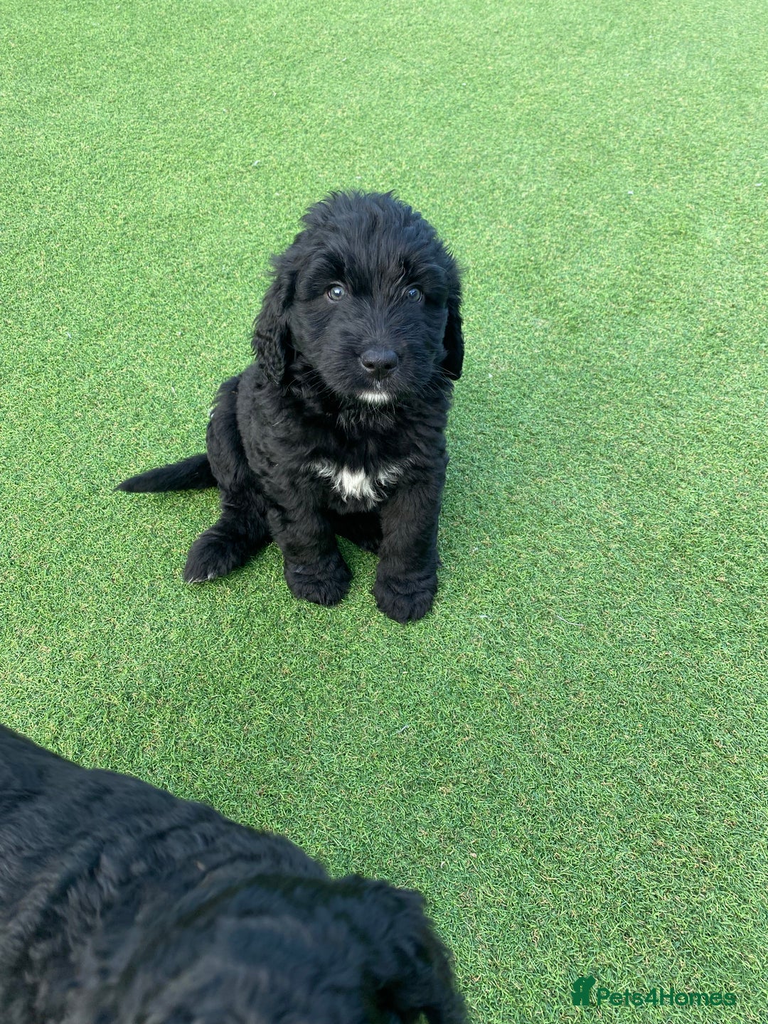 Bernedoodle dogs for sale: Bernedoodle puppies  - Advert 18