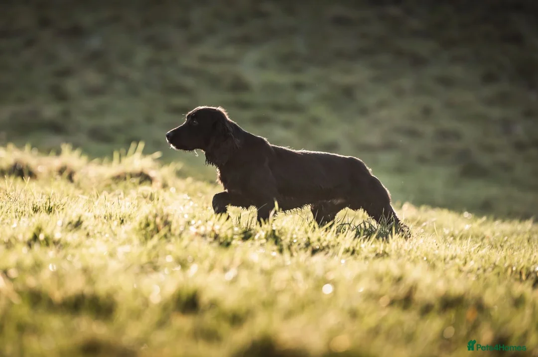 Cocker Spaniel dogs for stud: DNA Health Tested Cocker spaniel stud in Pershore - Advert 4