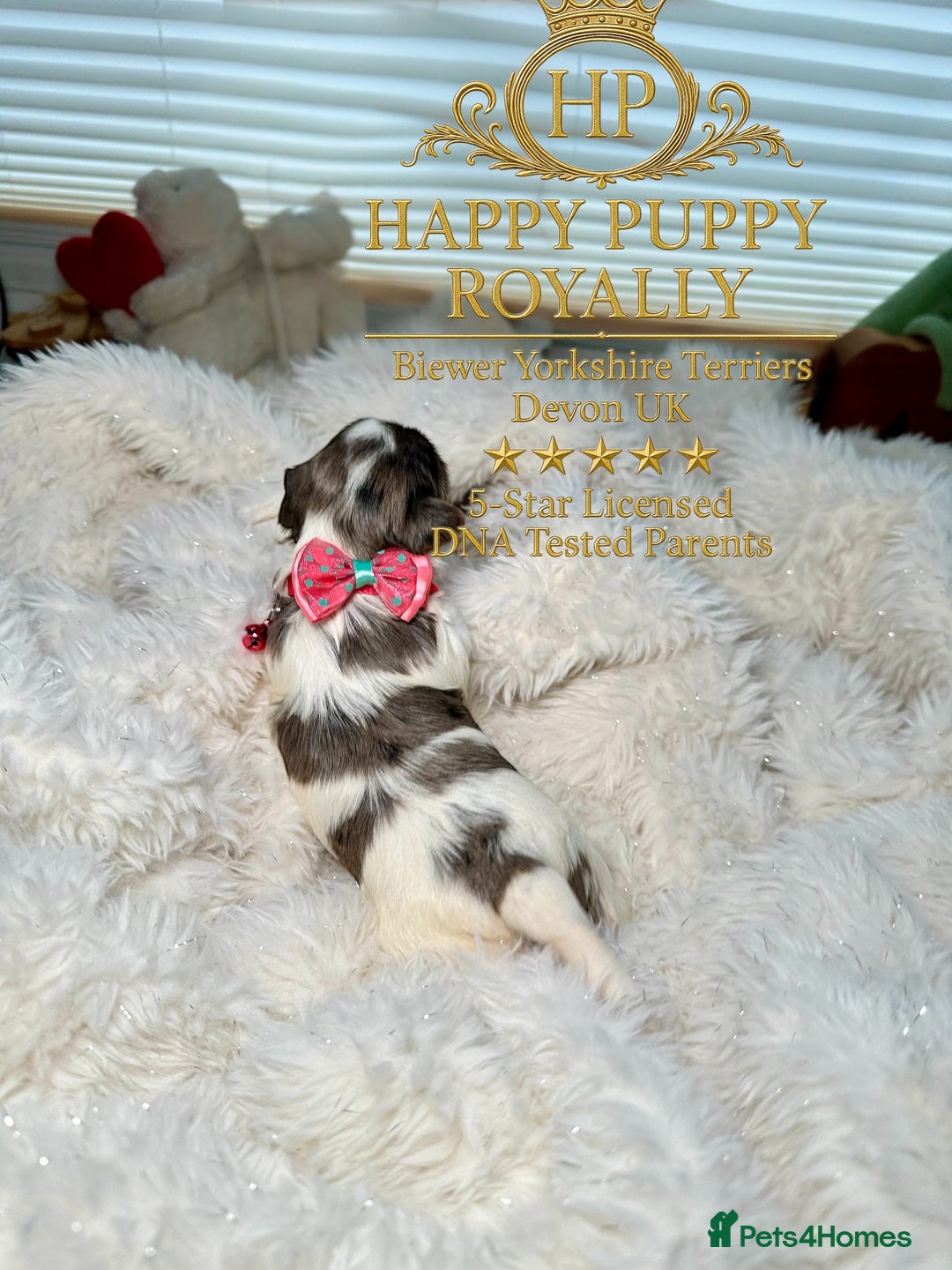 Yorkshire Terrier dogs for sale: BIEWER YORKIE PUPPIES 4 Available Licensed Breeder - Advert 15