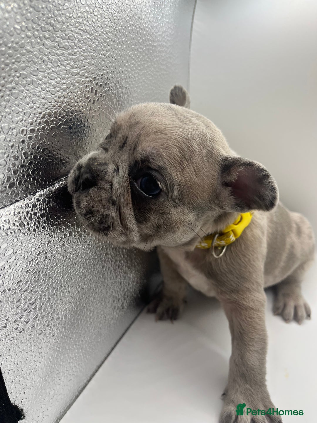 French Bulldog dogs for sale: French bulldog puppies - Advert 31