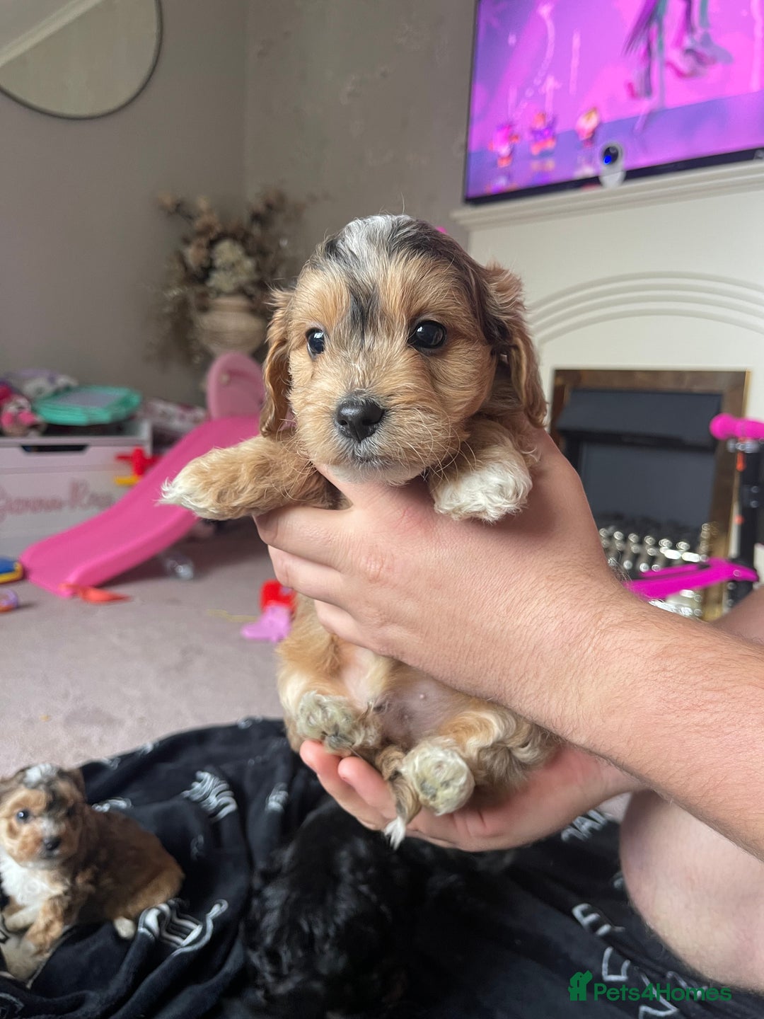 Cockapoo dogs for sale: 4 beautiful F1B Cockapoo puppies  - Image 7