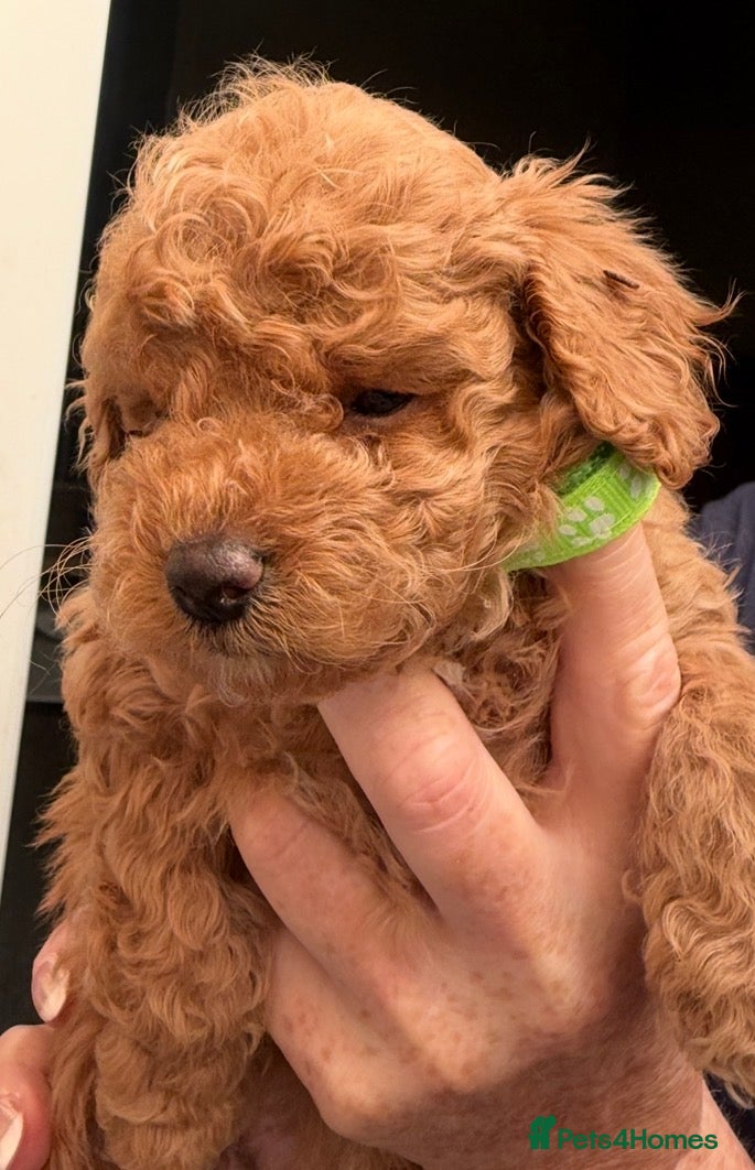 Mixed Breed dogs Mum  is a F1 multipoo  And dads is a cockapoo  - Advert 2