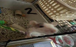 Rat rodents for sale: Rats & complete set up - Image 13
