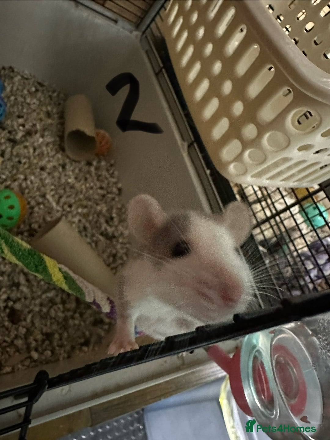 Rat rodents for sale: Rats & complete set up - Image 13