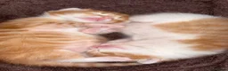 Mixed Breed cats for sale: Beautiful striped ginger kittens🐾 - Advert 5