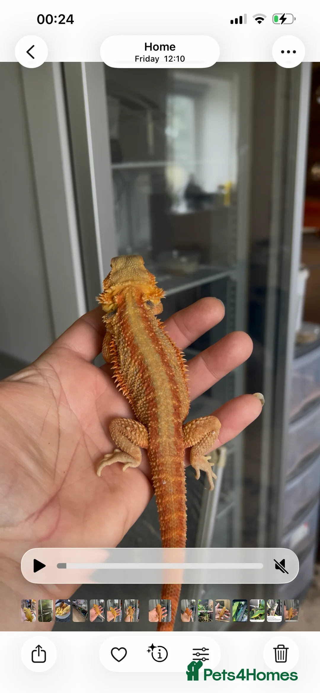 Bearded Dragon reptiles for sale: Bearded dragon males red and yellow - Advert 1