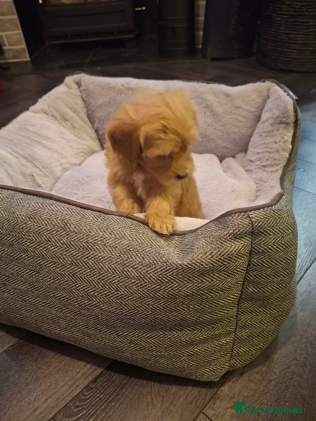 Mixed Breed dogs for sale: 6 red maltipoos - Advert 5