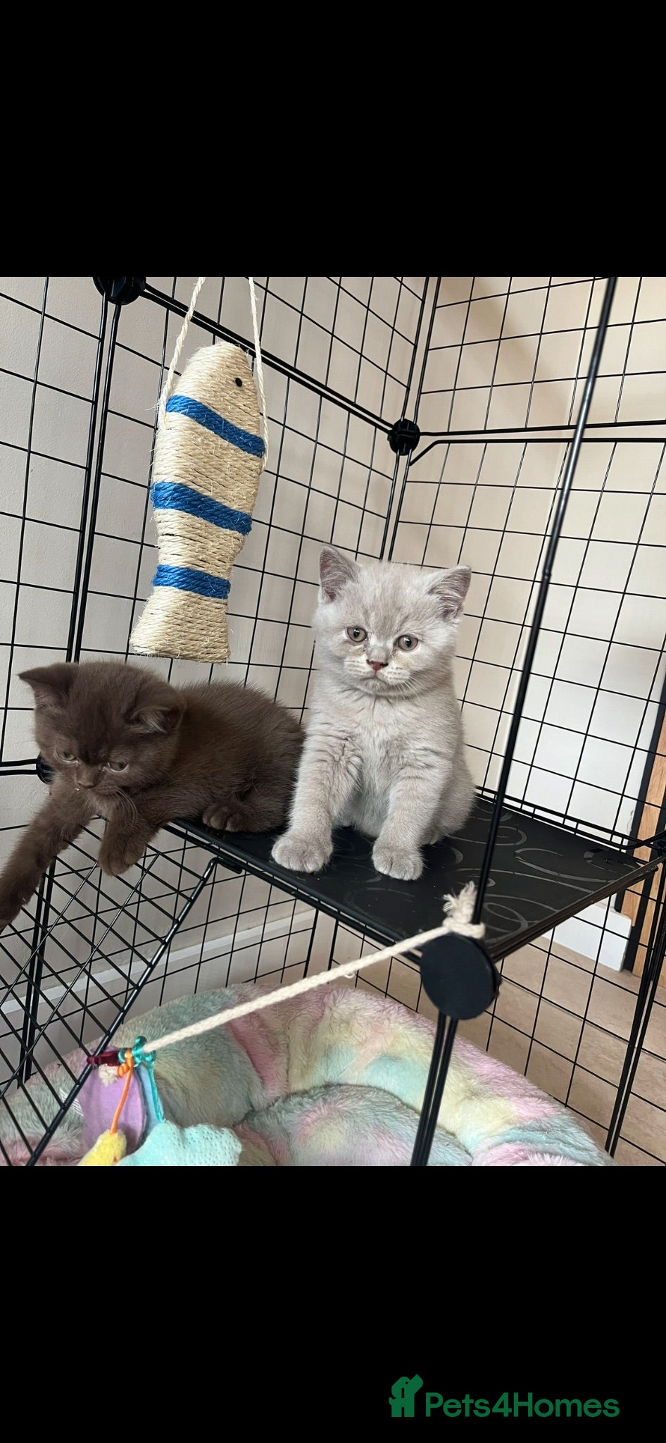 British Shorthair cats Ready now 2 lilac boys,  - Advert 14