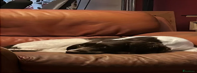 Pip