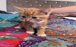 Mixed Breed cats for sale: Kittens  - Image 3