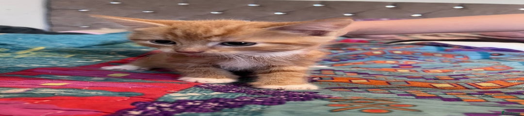 Mixed Breed Kitten 2