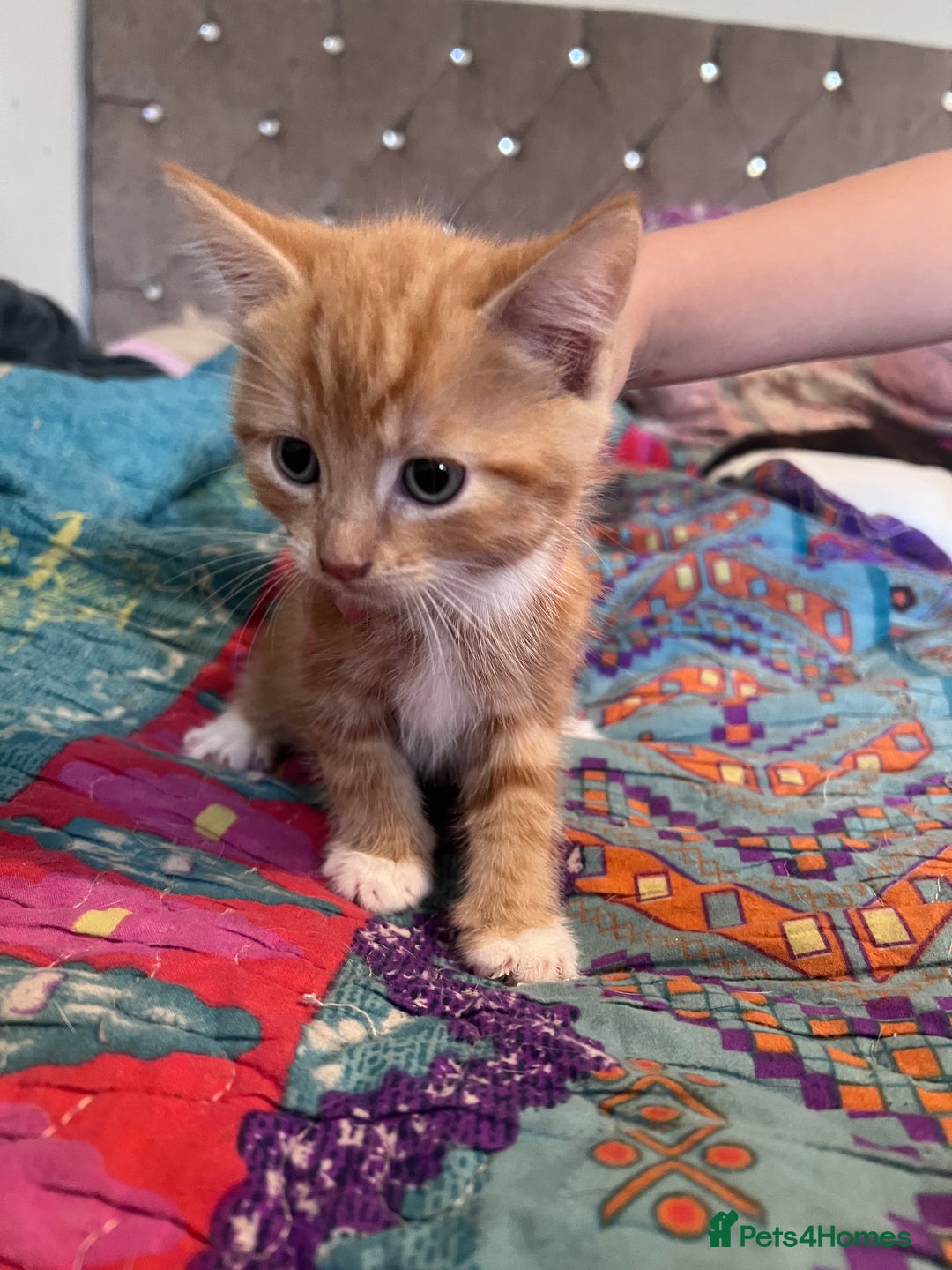 Mixed Breed cats for sale: Kittens  - Image 3