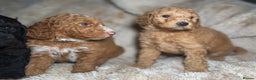 Goldendoodle dogs for sale: Goldendoodles Ready Next Week - Advert 2