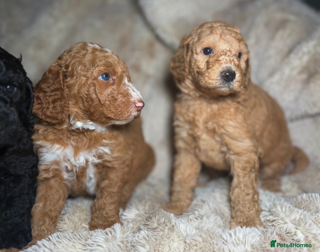 Goldendoodle dogs for sale: Goldendoodles Ready Next Week - Advert 2