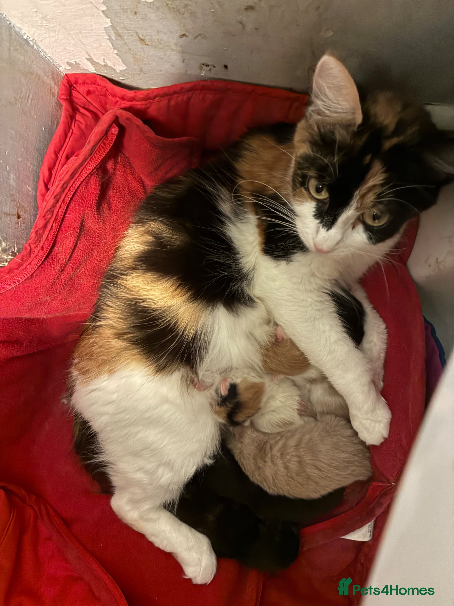 Manx cats beautiful girl kitten  - Advert 1