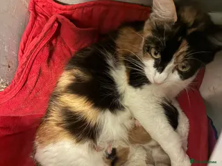 Manx cats beautiful girl kitten - Advert 10