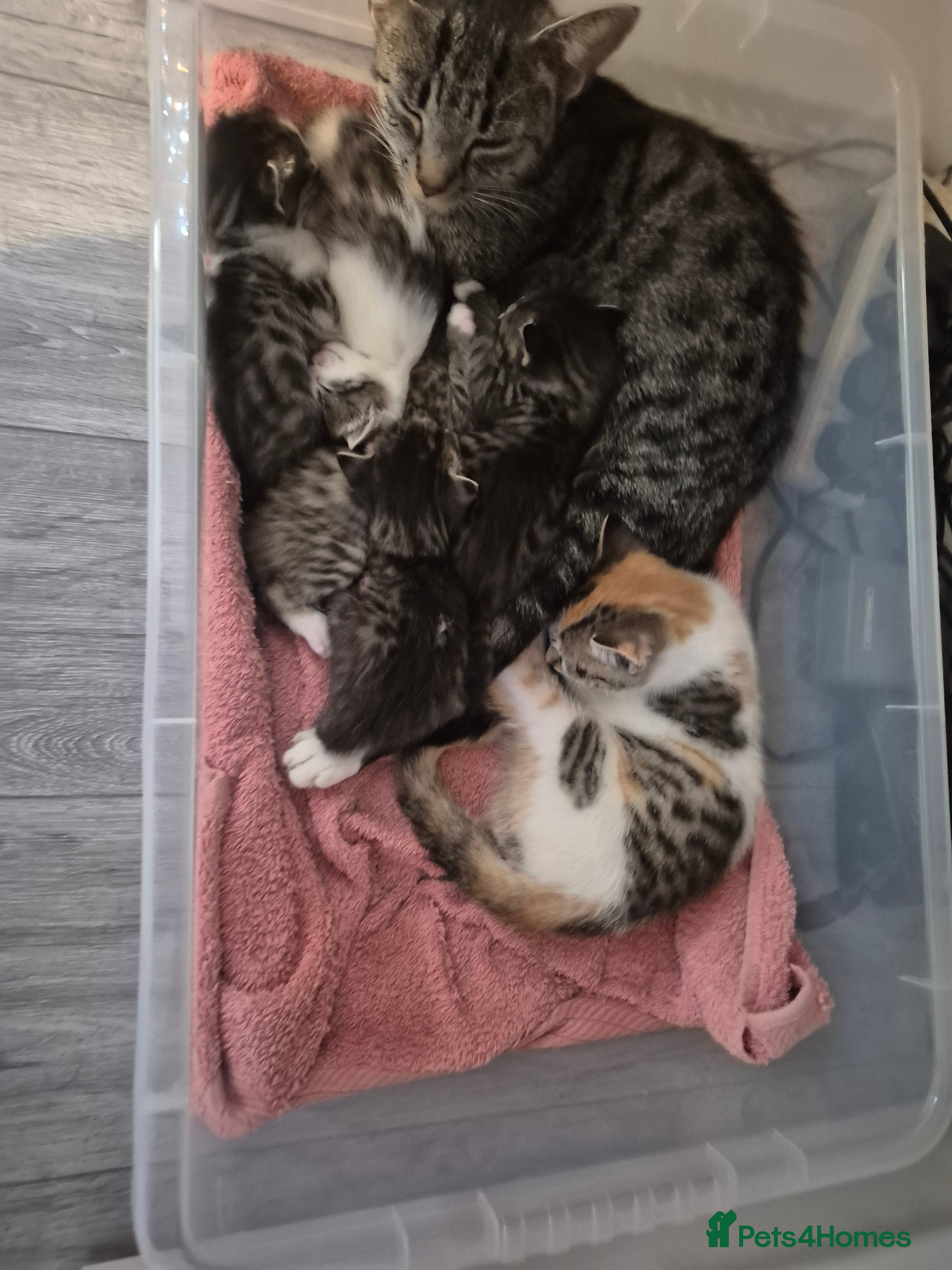 Ragdoll cats Cute kittens - Advert 1