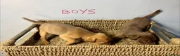 Patterdale Terrier dogs for sale: Quality Patterdale Pups Available  - Advert 12