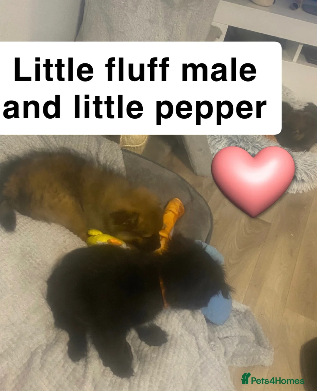 Mixed Breed dogs for sale: Maltipom puppies are now ready for new homes - Advert 22