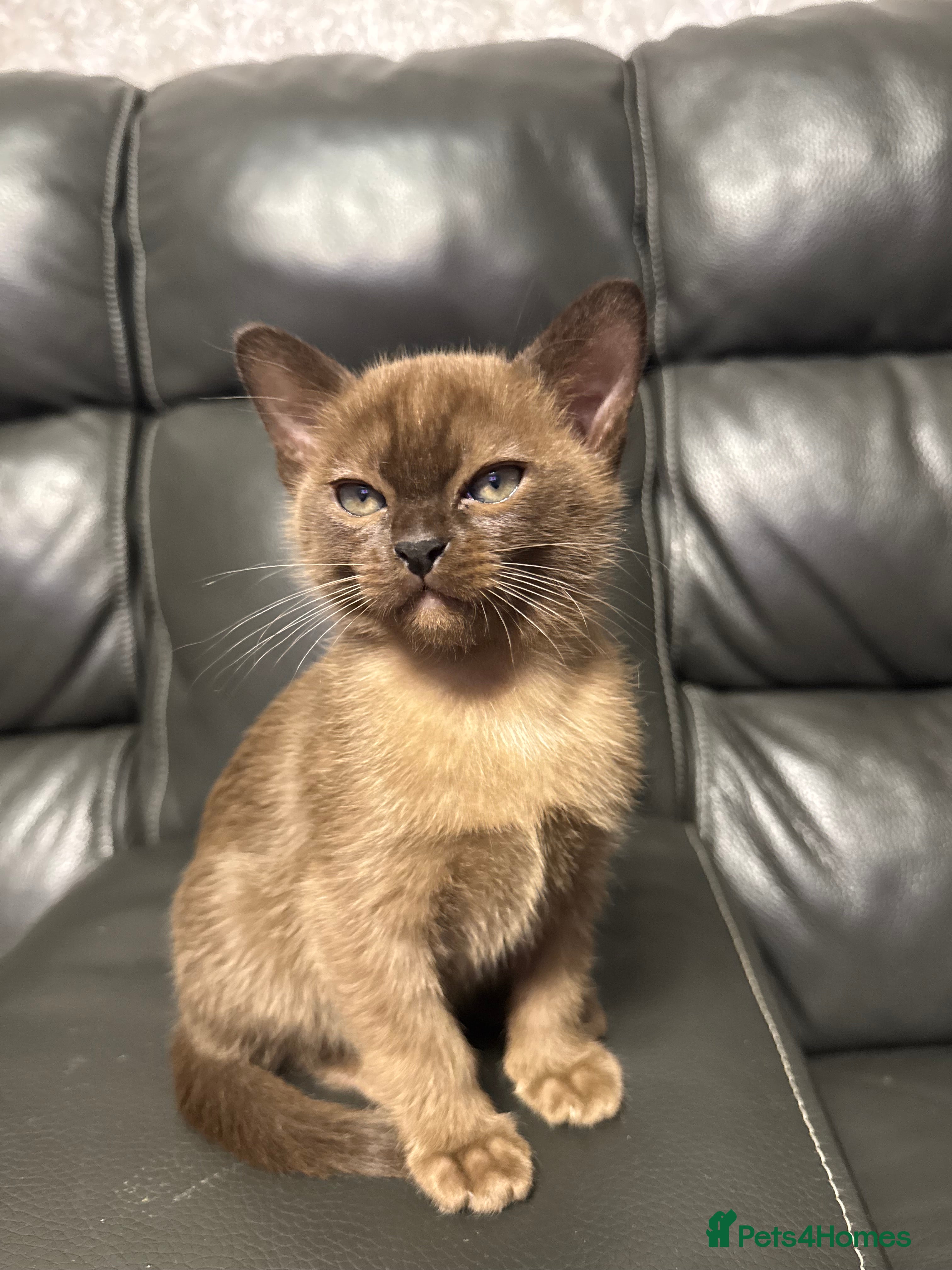 Burmese cats Burmese Kittens - Advert 12