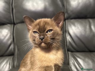 Burmese cats Burmese Kittens - Advert 13
