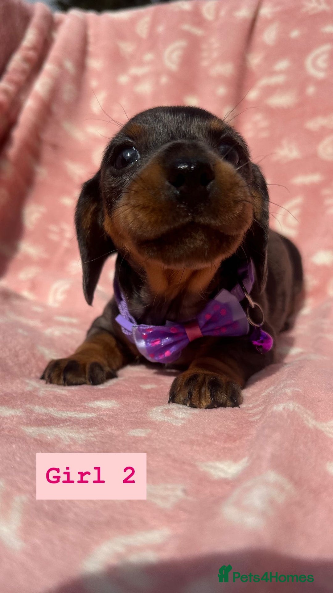 Dachshund dogs for sale: Beautiful silver dapple mini dachshund puppies! 🐾 - Image 7