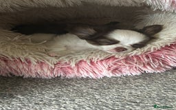 Chihuahua dogs for sale: Chihuahua teacup - Image 1