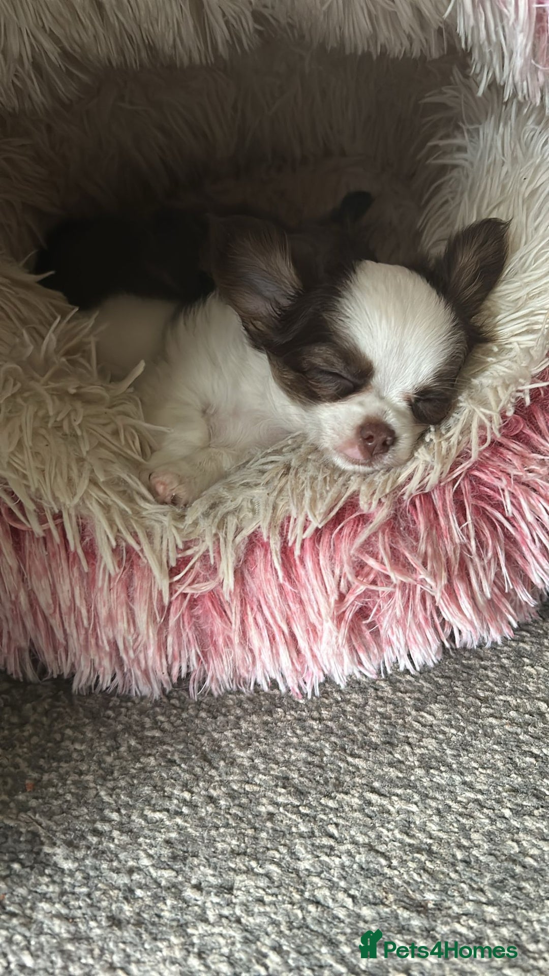 Chihuahua dogs for sale: Chihuahua teacup - Image 1