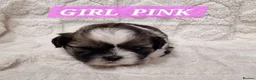 Shih Tzu dogs for sale: Pure bred shih tzu puppies in Cardiff - Advert 10