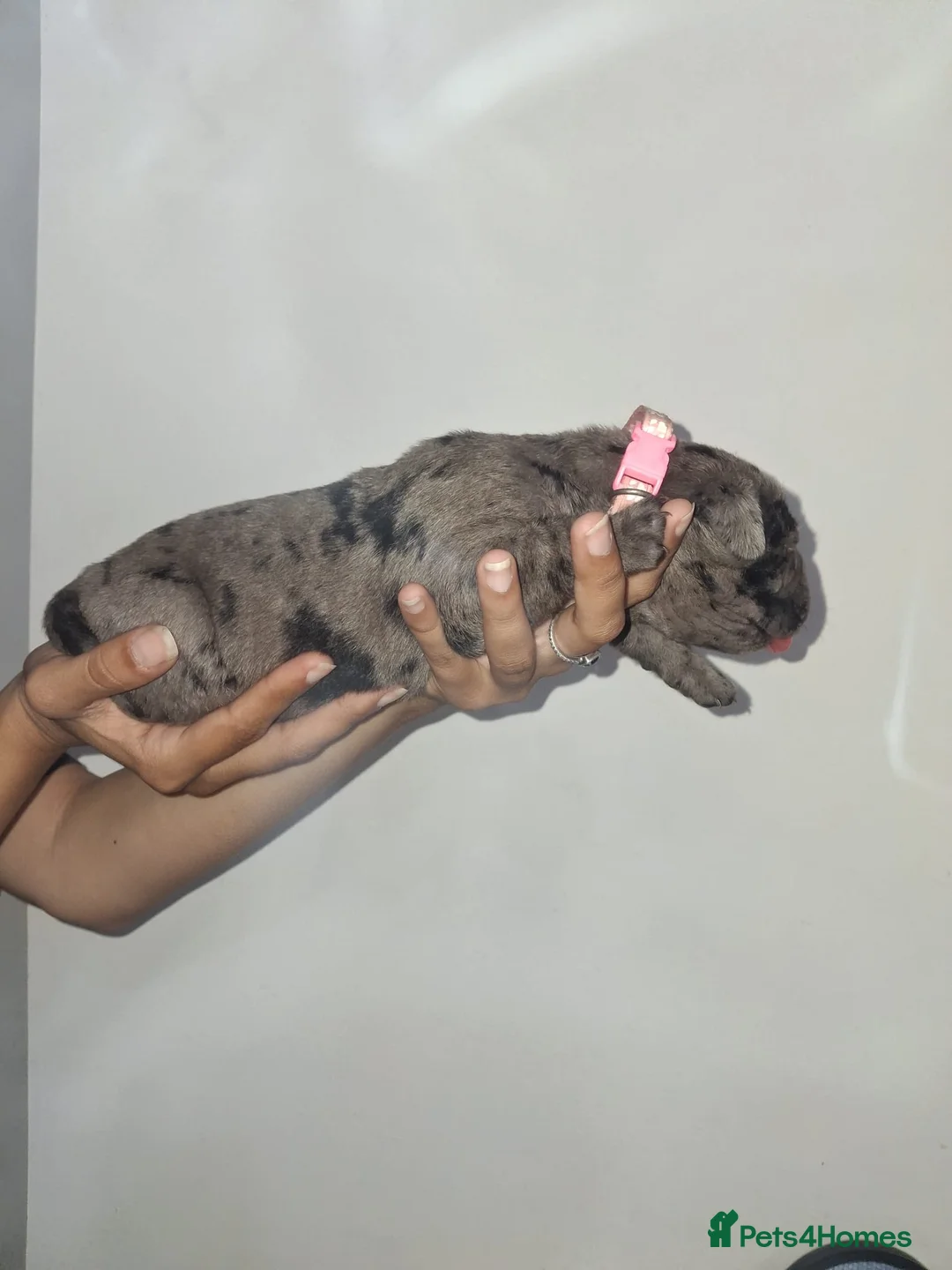 Mixed Breed dogs for sale: Andante Bandog x Strajano Cane Corso Puppies - Advert 2