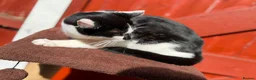 Mixed Breed cats for sale: Vatika - Advert 4