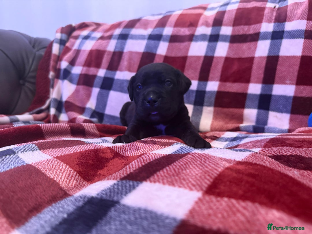 Cane Corso dogs for sale: ONE & ONLY UK LITTER DEL DYRIUM BLOOD LINES  🖤  - Advert 10