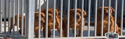 Labrador Retriever dogs for sale: Pondizfields Male Fox Red Labrador pups in Machynlleth - Advert 7