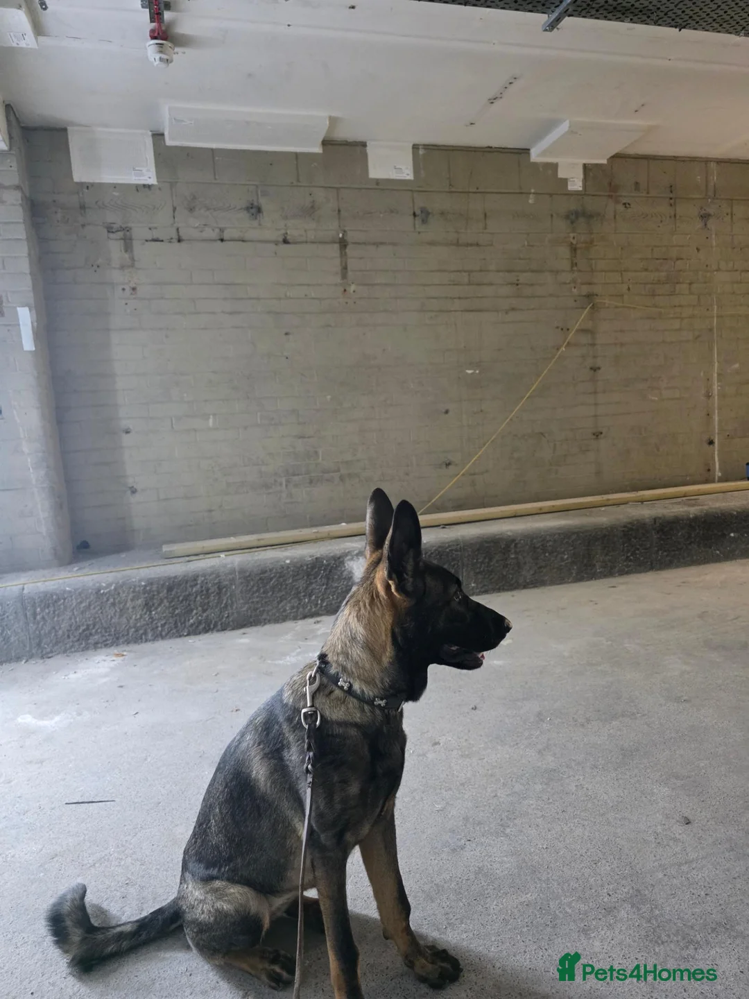 German Shepherd dogs for sale: German shepherd  - Advert 2
