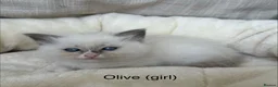 Ragdoll cats for sale: Gorgeous ragdoll kittens - Advert 11