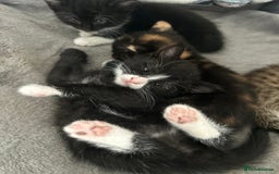 Mixed Breed cats for sale: Beautiful healthy kittens 1x Male and 2x female  - Image 11