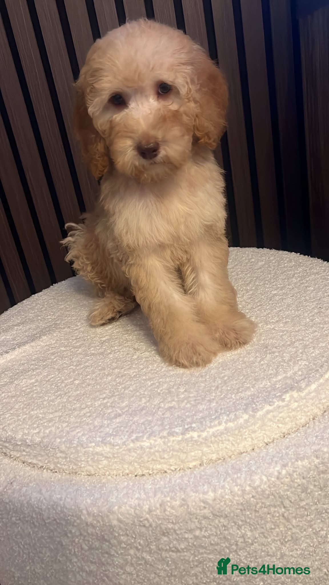 Labradoodle dogs READY NOW 1 Girl Remaining Labradoodles  - Advert 1