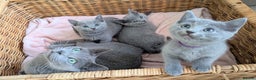 Russian Blue cats for sale: TICA Registered kittens  - Advert 14