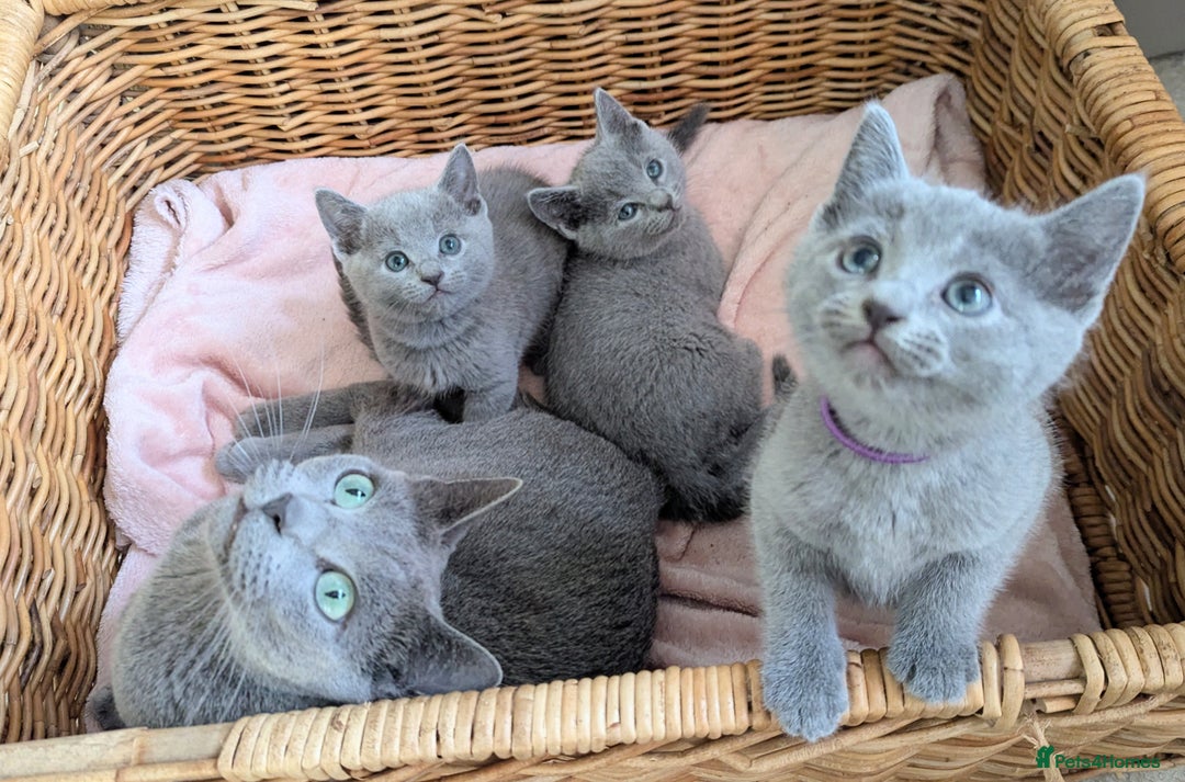 Russian Blue cats for sale: TICA Registered kittens  - Advert 14