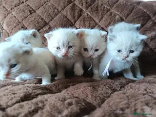 British Shorthair cats GCCF registered cream and lilac BSH - Advert 14