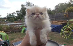 Persian cats for sale: Persian kittens KC Registered with pedigree - Image 3
