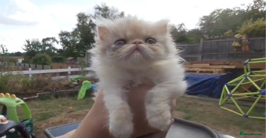 Persian cats - Advert 4