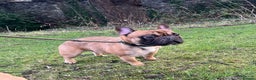 French Bulldog dogs for stud: Mani standard red silver fbce RFG 1  in Edinburgh - Advert 22
