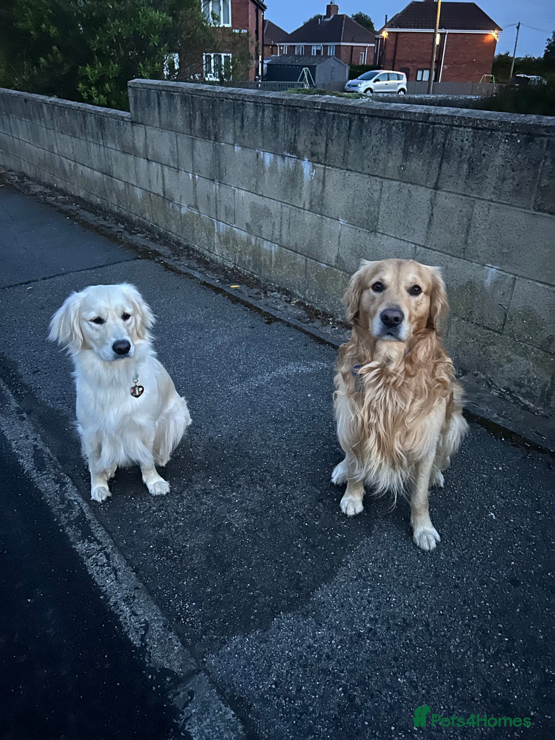 Golden Retriever dogs for sale: Golden retriever puppies  - Image 10