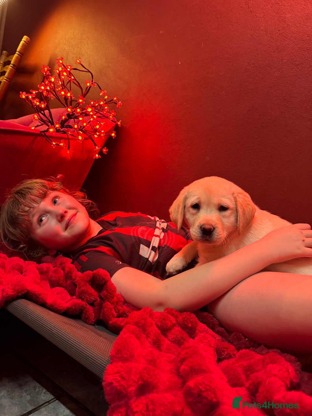 Golden Retriever dogs for sale: Health Tested, champion bloodlines Great with Kids - Advert 19