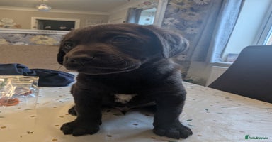 Labrador Retriever dogs - Advert 9