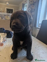 Labrador Retriever dogs - Advert 7